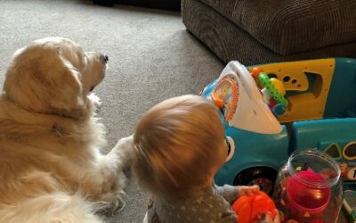 Toddlers and Dogs – How can you manage both?