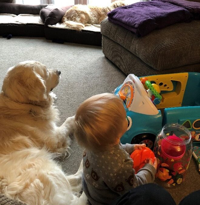 Toddlers and Dogs – How can you manage both?