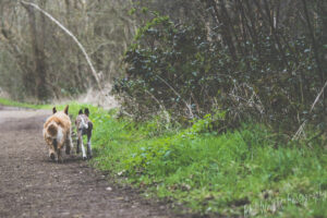 Two dogs running in woods