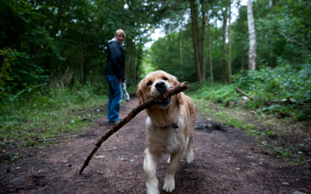 Training and Behaviour: What is the difference?